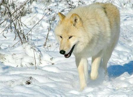 le loup blanc